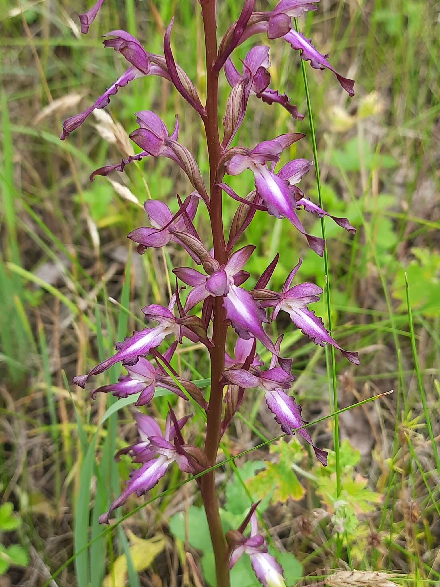 Image of Himantoglossum formosum (Steven) K. Koch