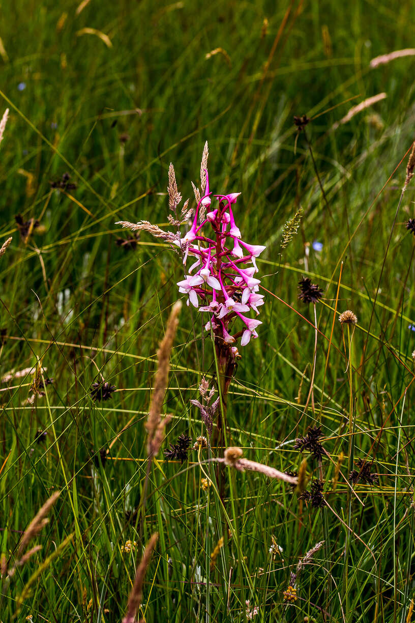 Image of Disa scullyi Bolus