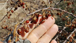 Image of Arizona desert-thorn