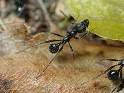 Image of Aphaenogaster spinosa Emery 1878