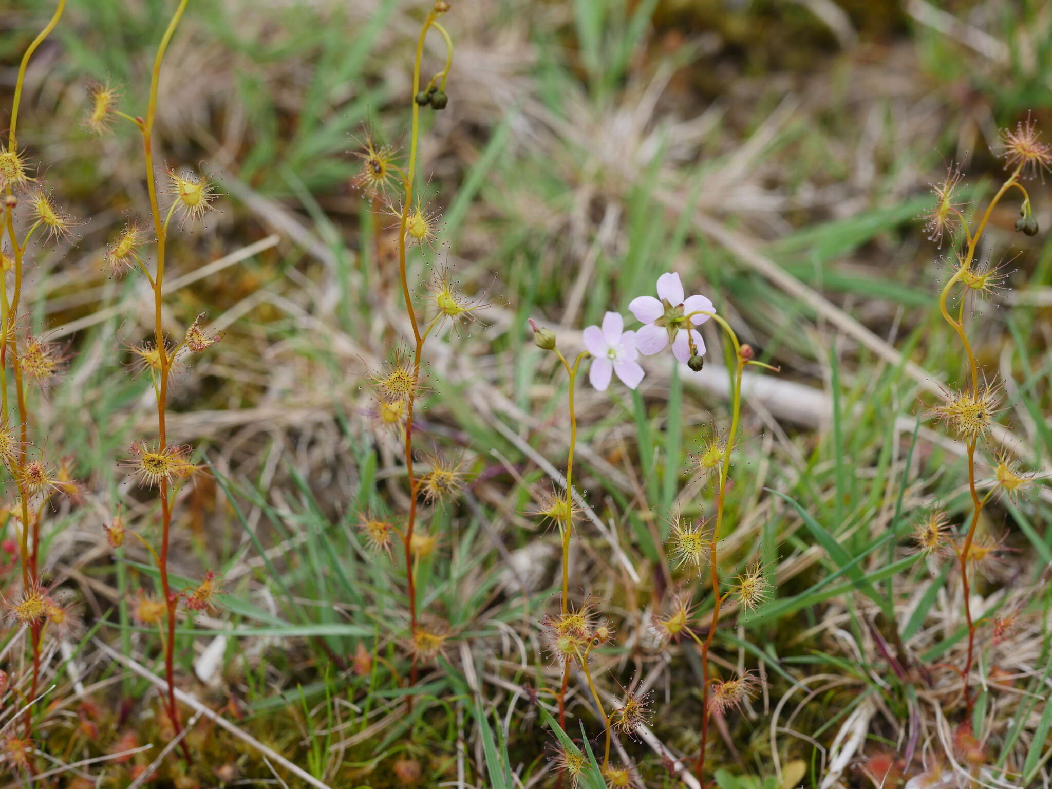 Image of Drosera peltata subsp. auriculata (Backh. ex Planch.) Conn