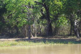 Image of Sri Lankan leopard