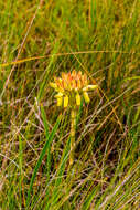 Image de Aloe linearifolia A. Berger