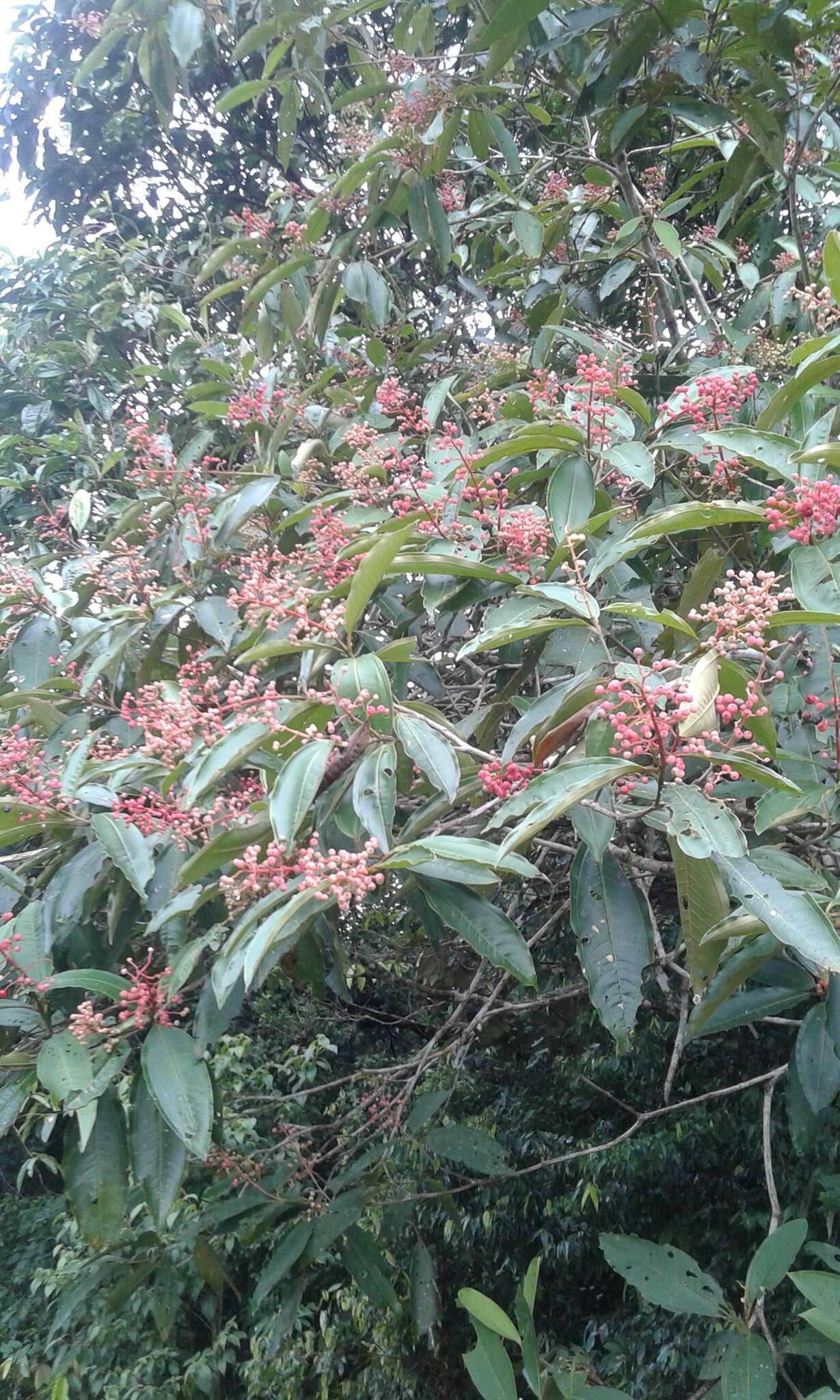 Plancia ëd Miconia trinervia (Sw.) D. Don ex Loud.