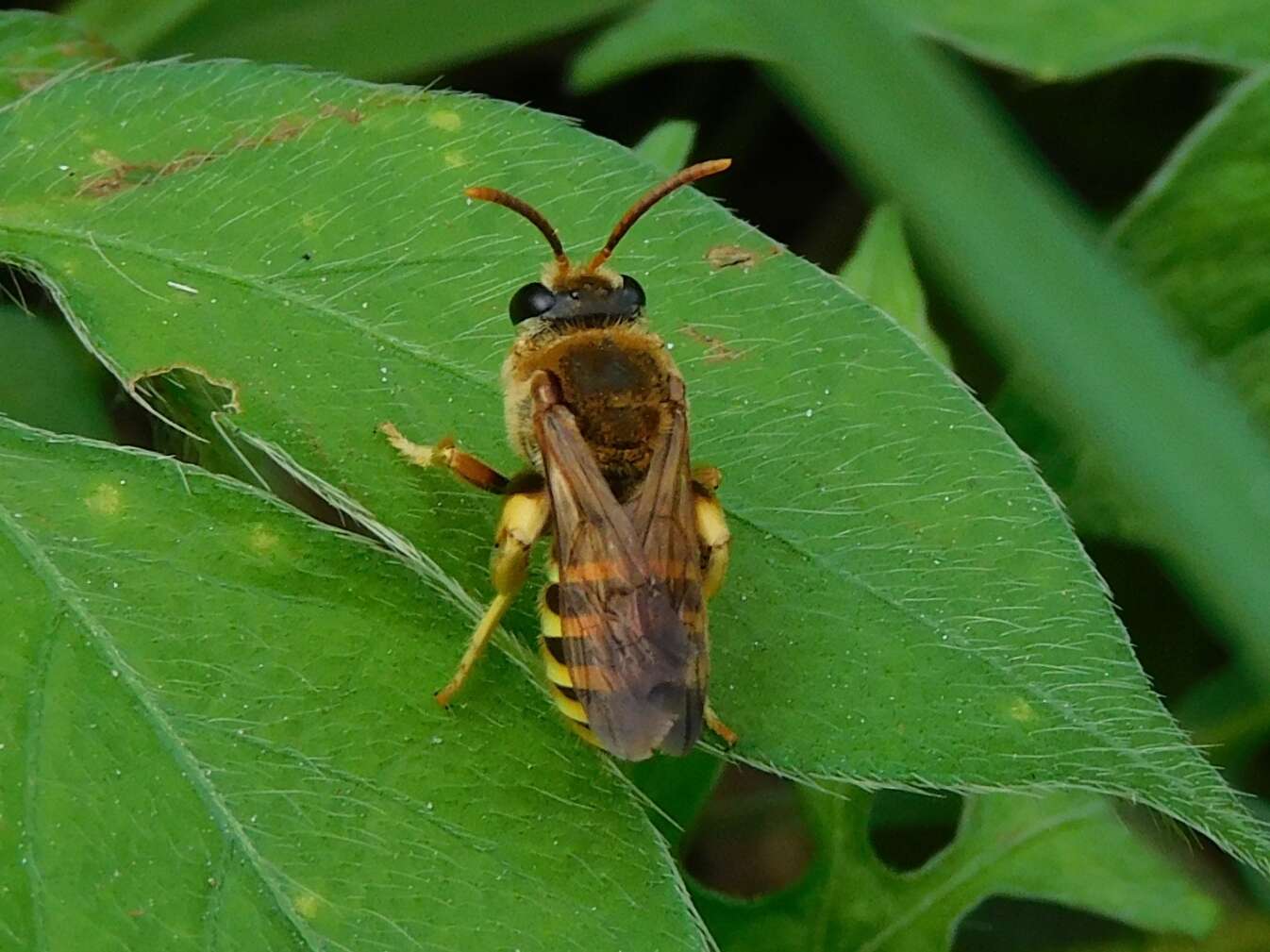 Plancia ëd Nomia crassipes (Fabricius 1789)