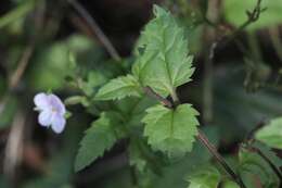 صورة Veronica grosseserrata B. G. Briggs & Ehrend.