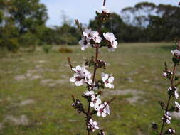 Image of Rinzia orientalis Rye