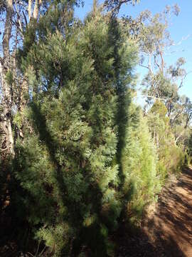 Image of Illawara Mountain Pine