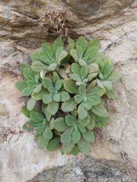 Image of Dionysia mira Wendelbo