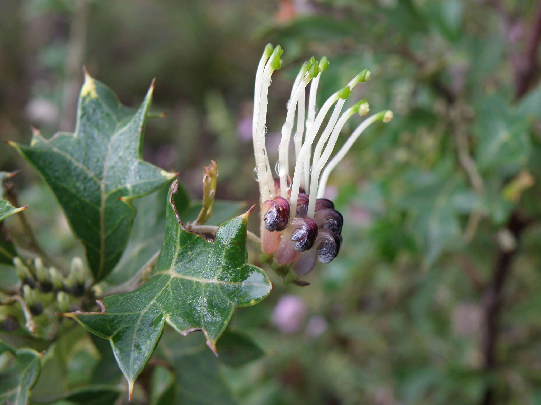 Image of Grevillea dilatata (R. Br.) Downing