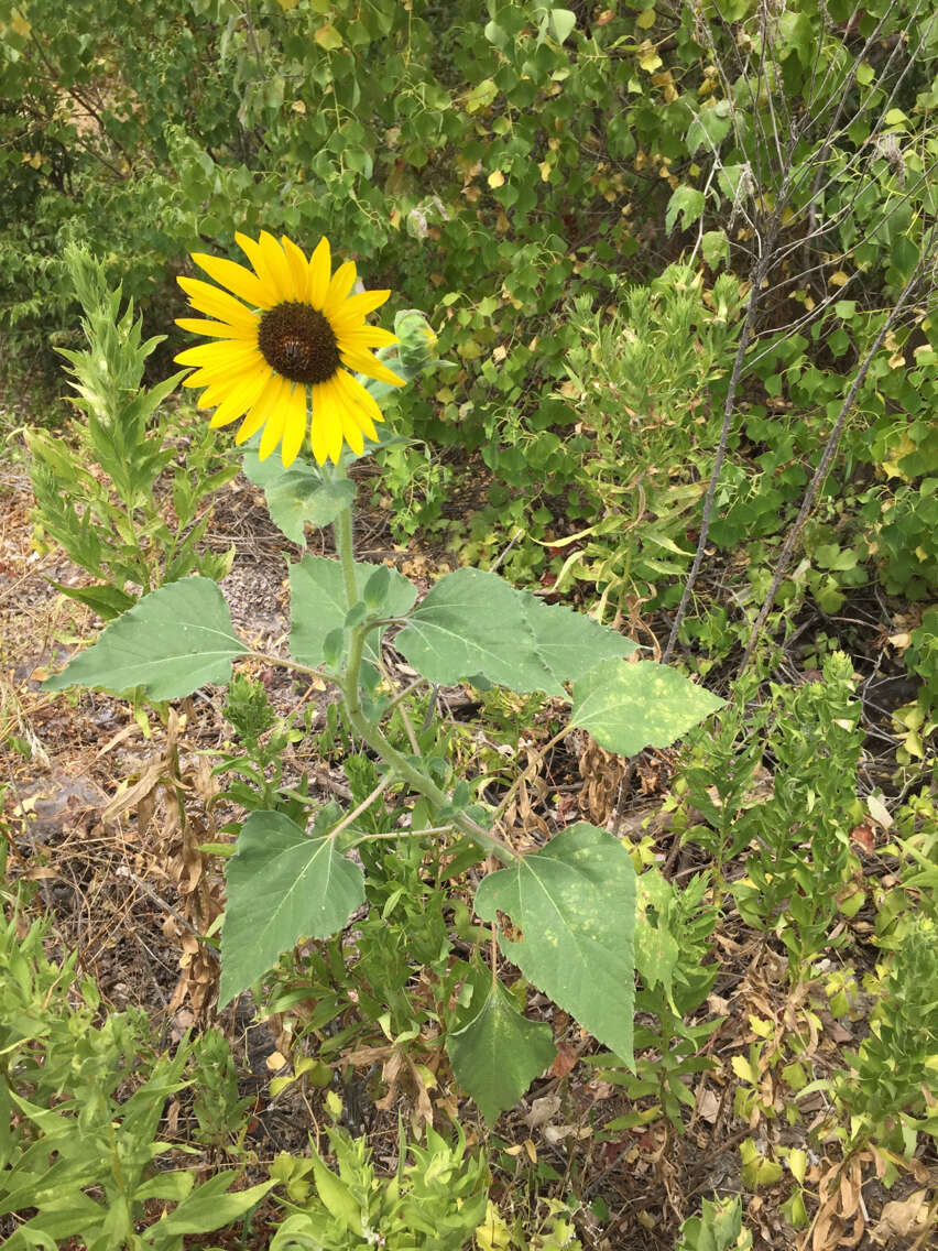 Image of common sunflower