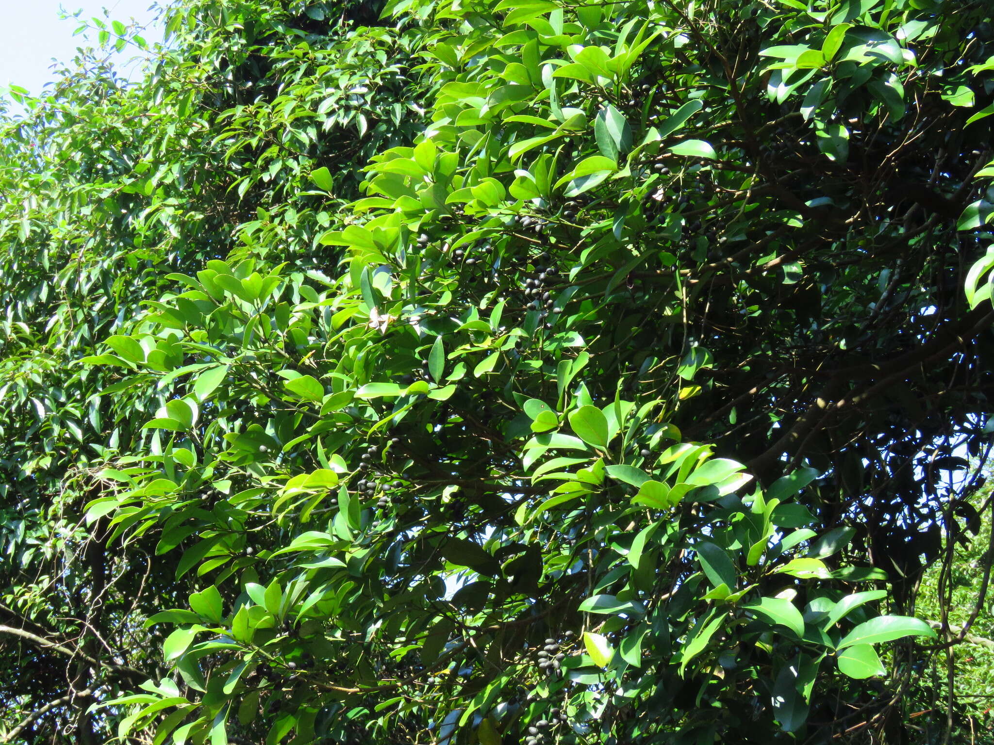 Imagem de Cinnamomum reticulatum Hayata