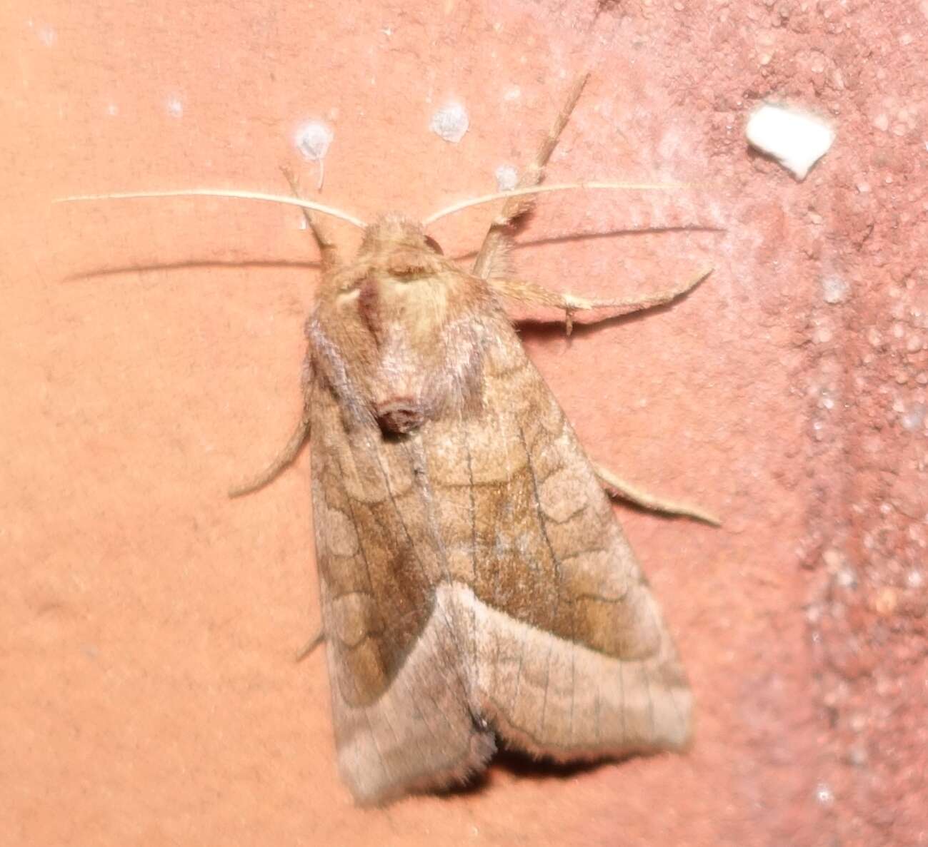 Image of rosy rustic