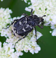 Image of Valgus hemipterus (Linnaeus 1758)