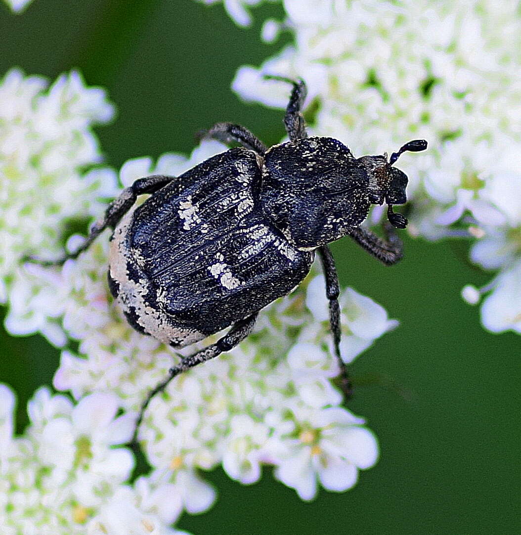 Image of Valgus hemipterus (Linnaeus 1758)
