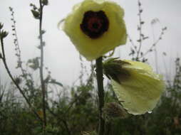 Imagem de Hibiscus diversifolius subsp. diversifolius