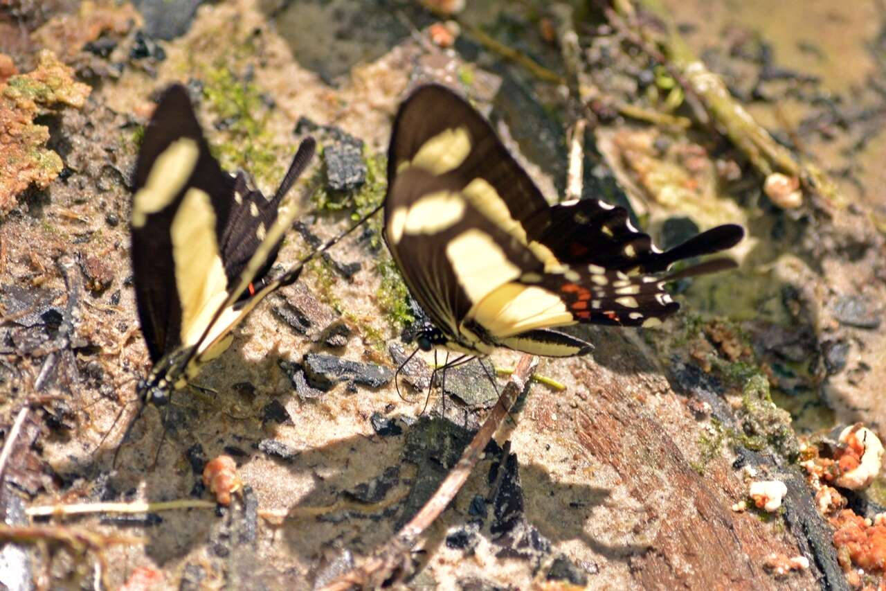 Sivun Papilio torquatus Cramer (1777) kuva