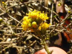 Imagem de Marasmodes fasciculata S. Ortiz