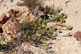 Imagem de Psoralea imbricata (L. fil.) T. M. Salter