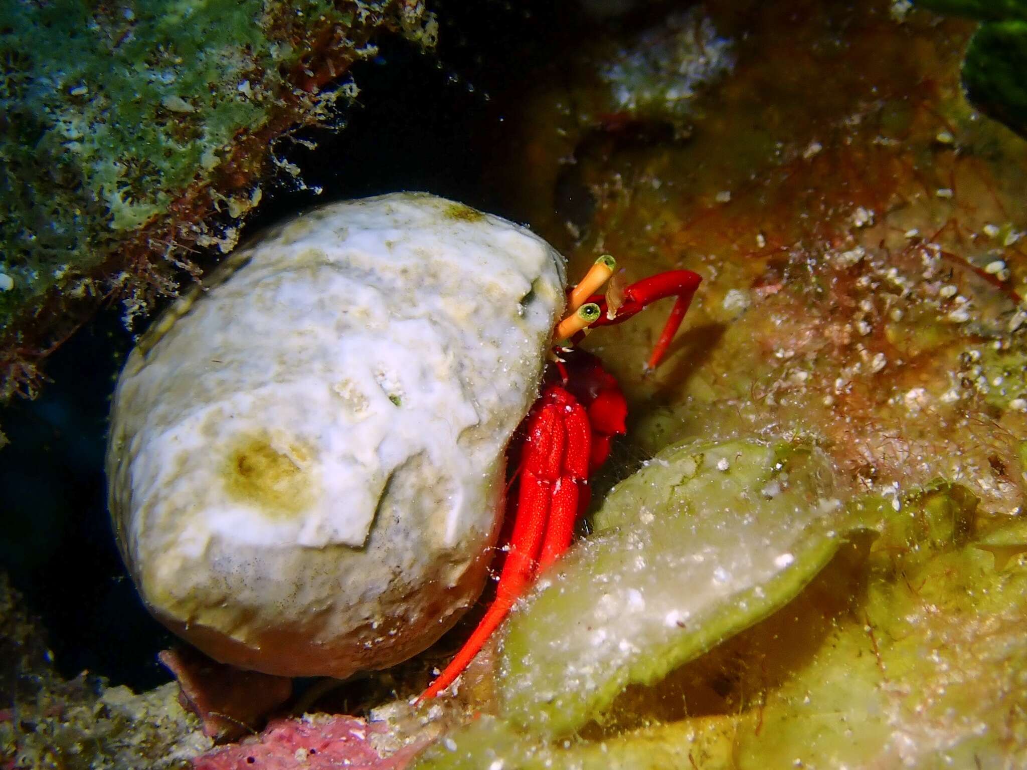 Image of red reef hermit crab