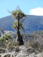 Image of Mexican Pony Tail Palm