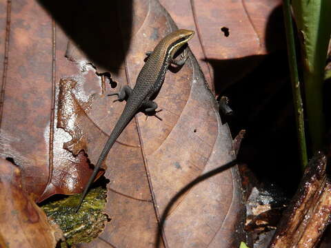 Image of Allapalli Grass Skink