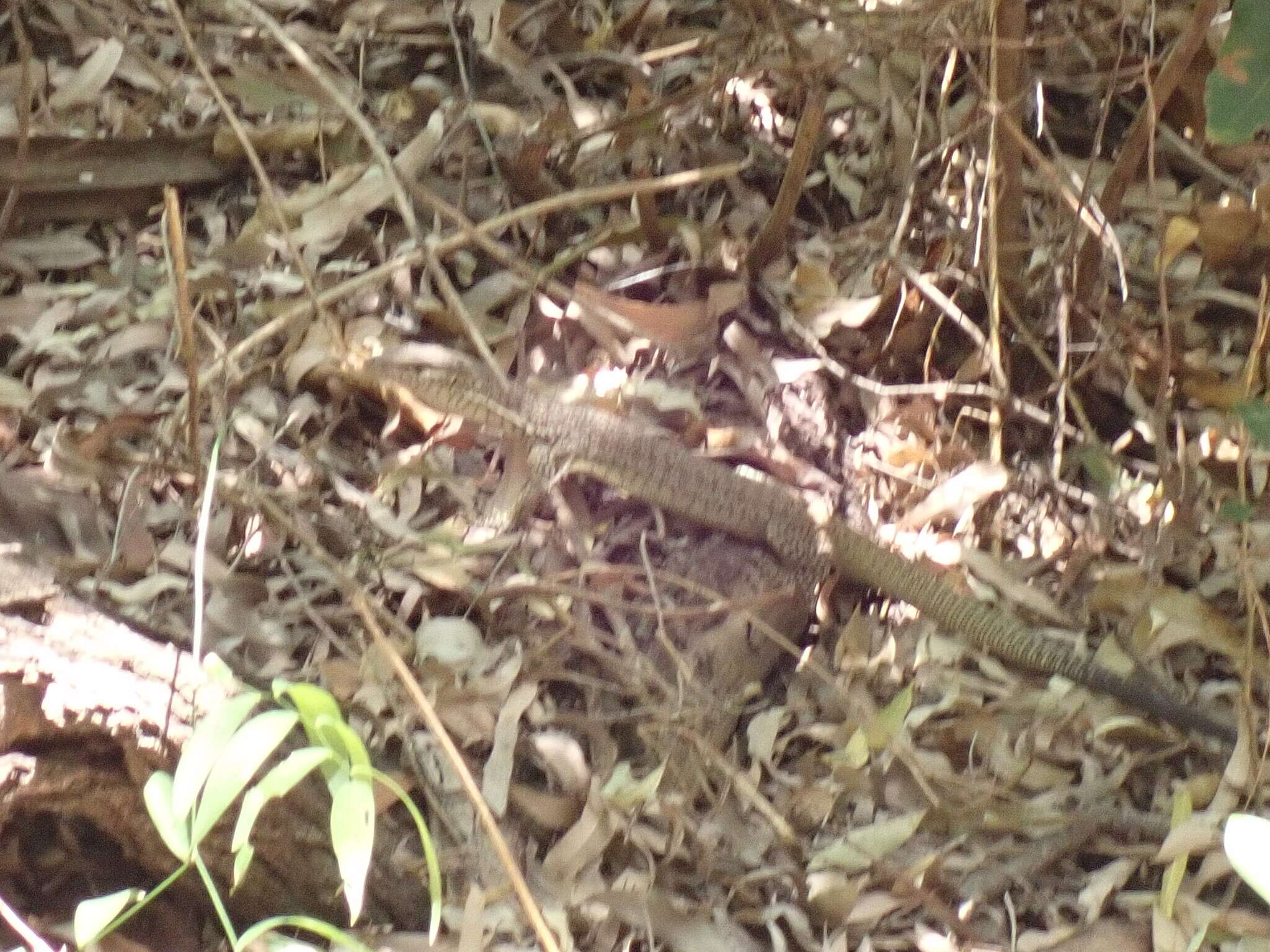 Image of Arid monitor