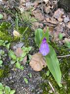 Image of Roscoea bhutanica Ngamr.