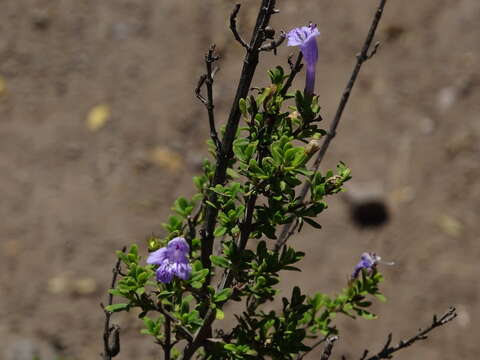 Plancia ëd Clinopodium chilense (Benth.) Govaerts