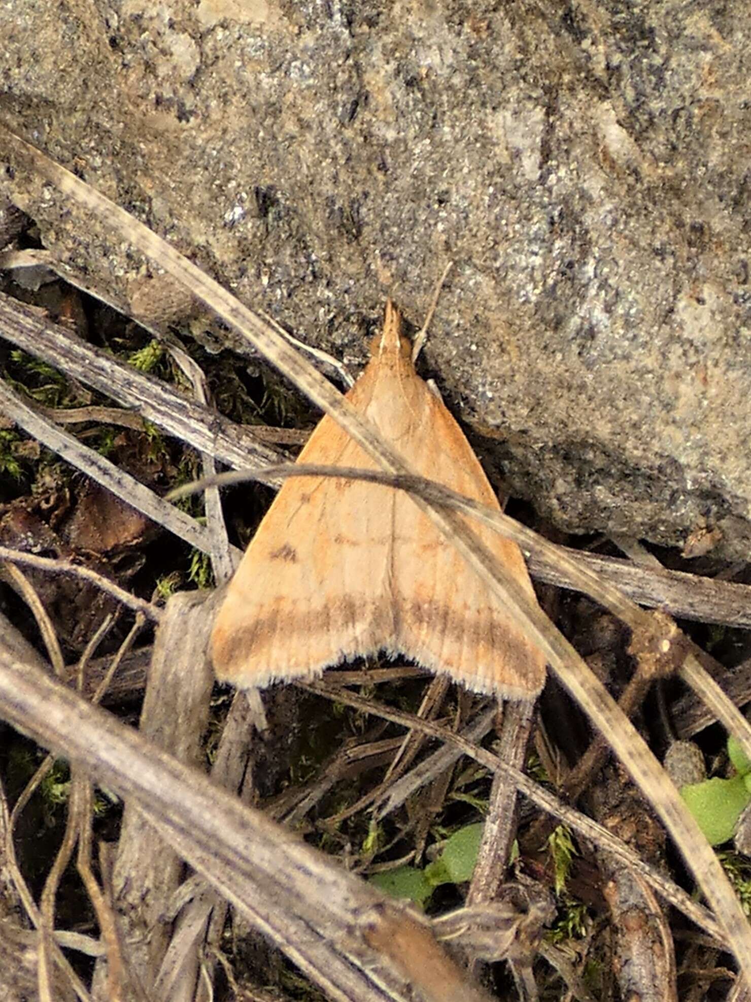 Image of Pyrausta fodinalis Lederer 1863