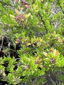 Imagem de Dodonaea ceratocarpa Endl.