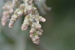 Chenopodium oahuense (Meyen) Aellen的图像