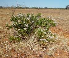 Image of Ptilotus polakii subsp. juxtus Lally