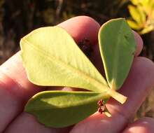 Image of <i>Searsia <i>scytophylla</i></i> var. scytophylla