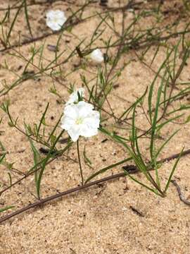 Image de Stylisma pickeringii (Torr. ex M. A. Curtis) A. Gray