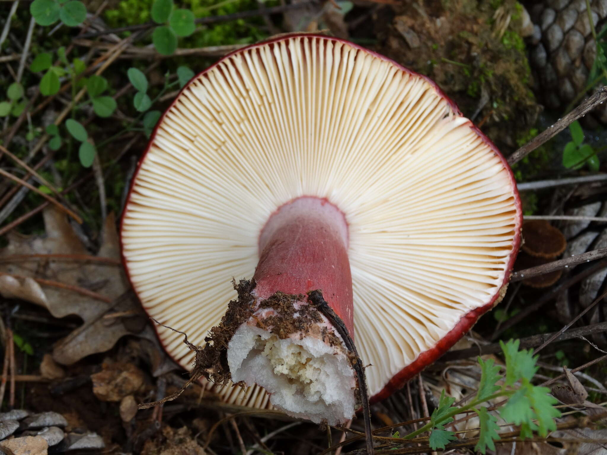 Image of Russula torulosa Bres. 1929