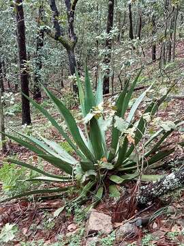 Image of Agave inaequidens subsp. barrancensis Gentry