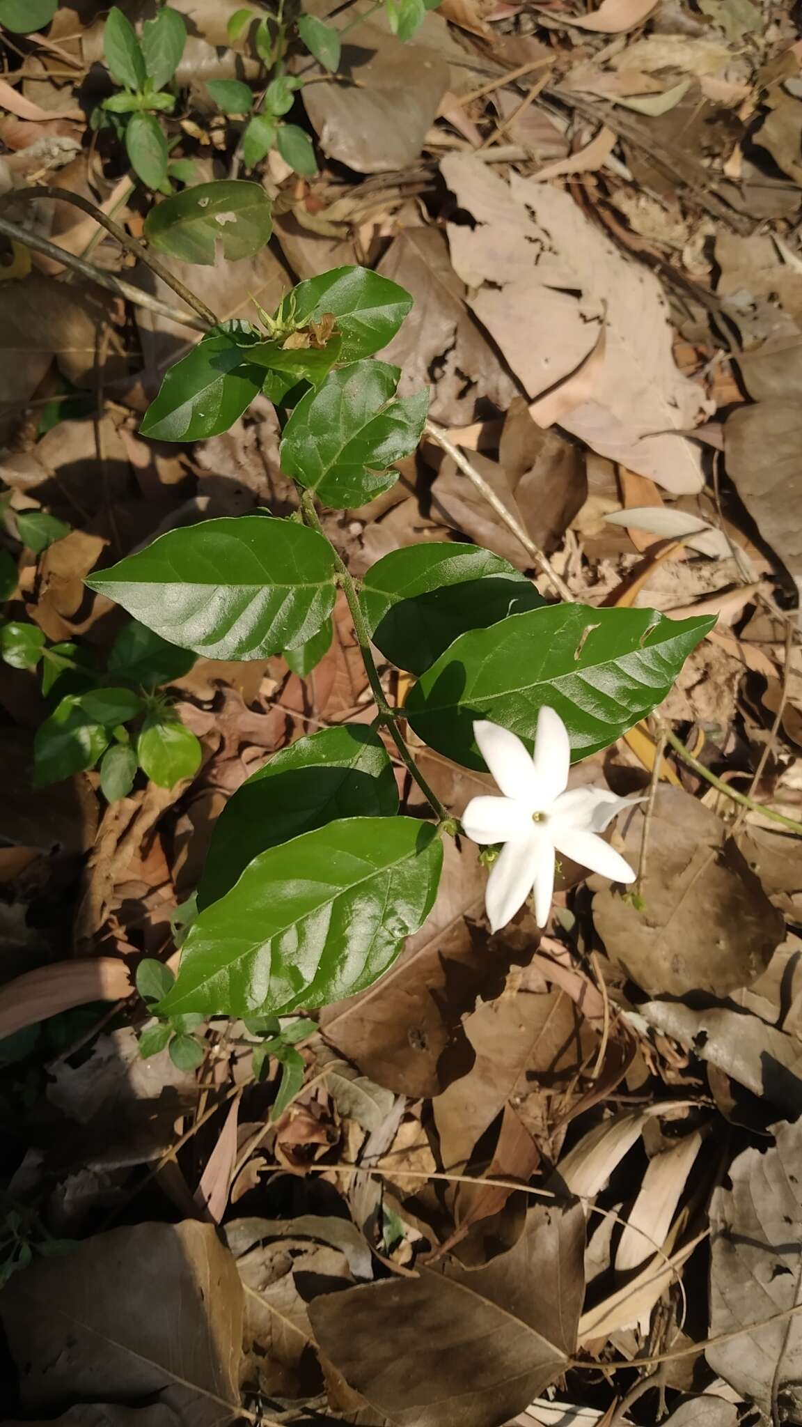 Image of Jasminum angustifolium (L.) Willd.