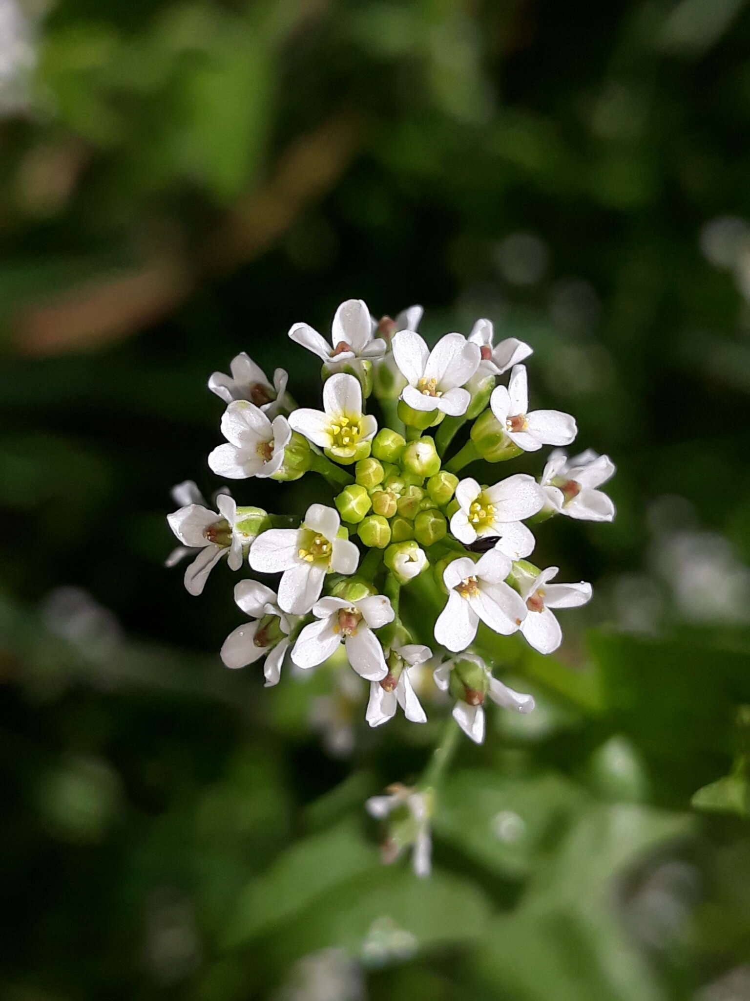 Image of white ballmustard