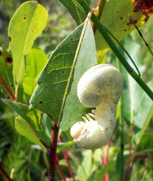 Image of Cimbex americana Leach