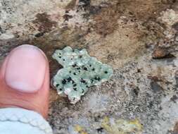 Image of rim lichen