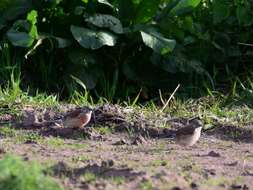 Image of Linnets