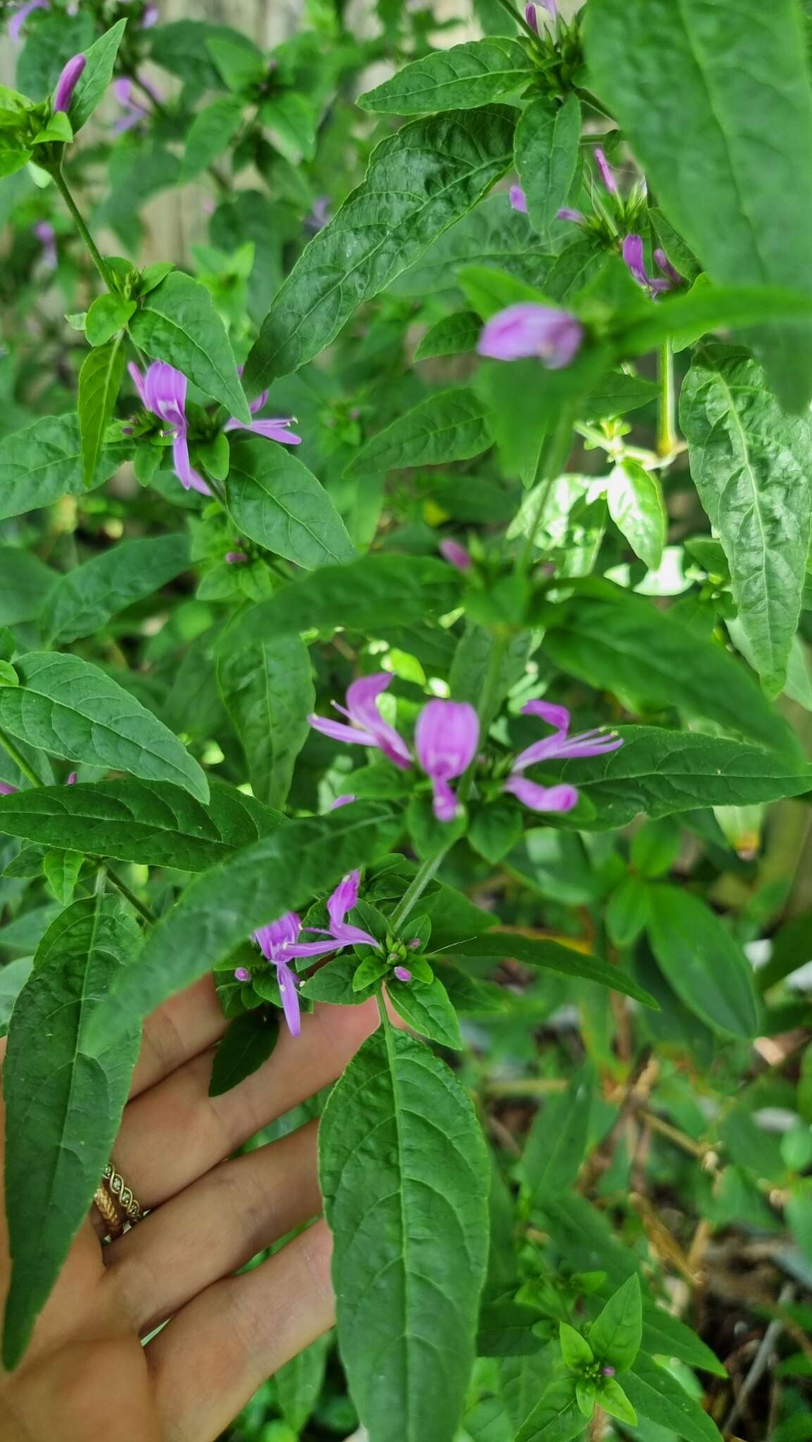 Hypoestes floribunda R. Br. resmi