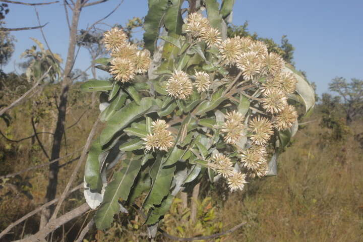 Eremanthus glomerulatus Less. resmi