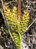 Imagem de Carex wahuensis C. A. Mey.