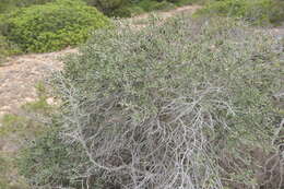 Image of Rhamnus ludovici-salvatoris Chodat