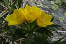 Image of Anemonastrum narcissiflorum subsp. chrysanthum (Ulbr.) Raus