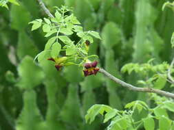 Image of Bean-tree