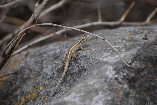 Image of Lesser Ornate Whorltail Iguana