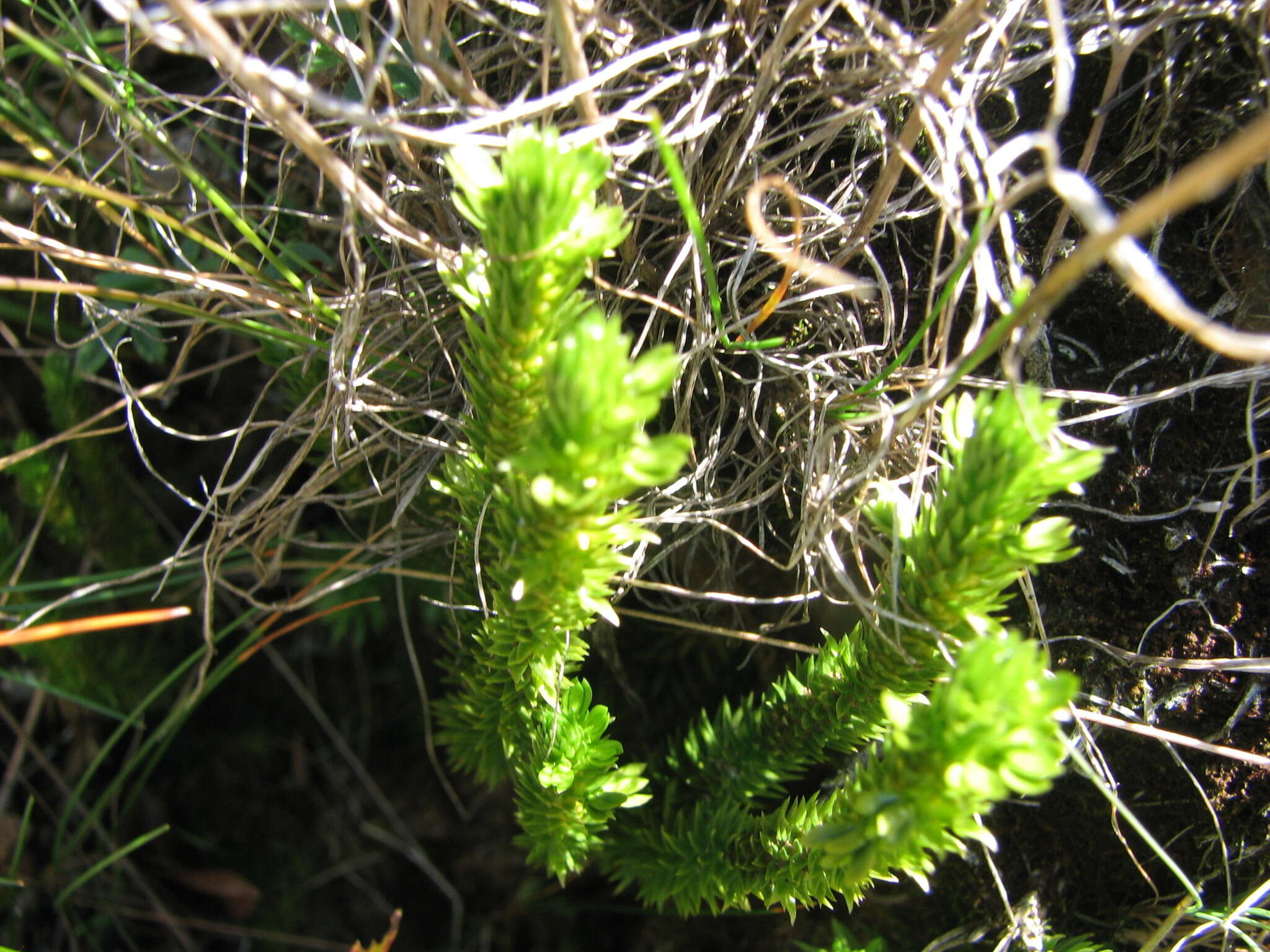 Image of fir clubmoss